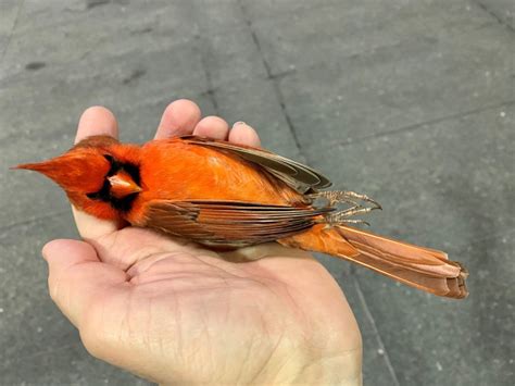 鳥 死|大都会で起きている、渡り鳥の大量死 事故を防ぐためにできる。